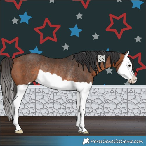 Horse Color:Bay Splash Rabicano 