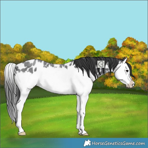 Horse Color:Blue Roan Splash Near Leopard