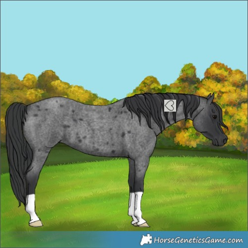 Horse Color:Blue Roan 