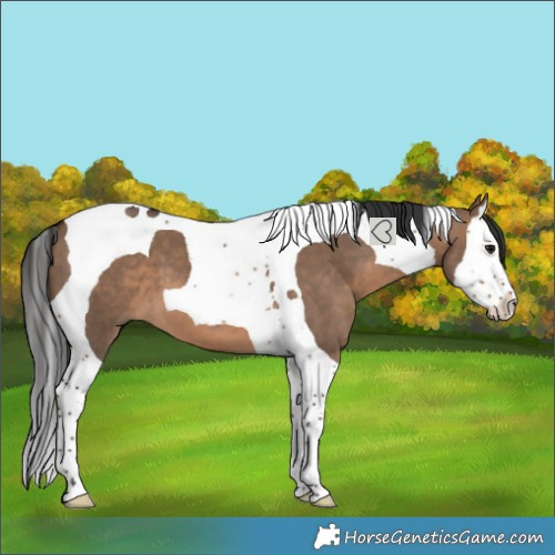 Horse Color:Brown Dun Splash Tobiano 