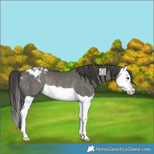 Horse Color:Grullo Splash Blanket Rabicano