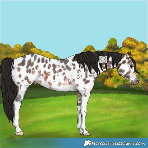 Horse Color:Gray Bay Sabino Near Leopard 