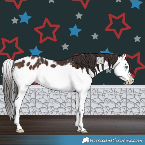 Horse Color:Brown Splash Appaloosa 