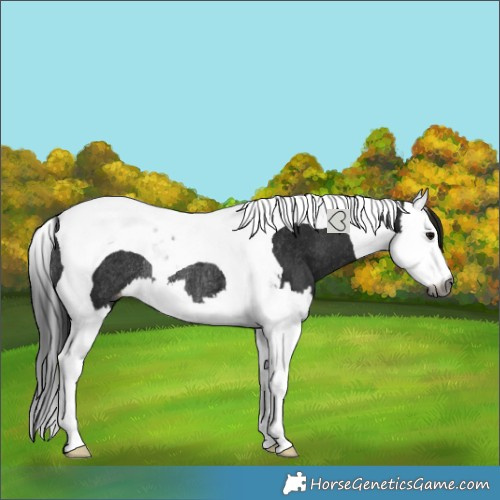 Horse Color:Gray Black Splash Tobiano Varnish Rabicano 