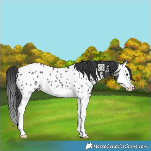 Horse Color:Black Splash Near Leopard Rabicano 