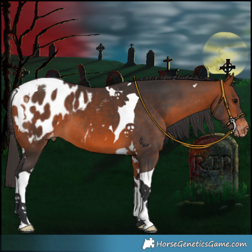 Horse Color:Bay Tobiano Appaloosa 