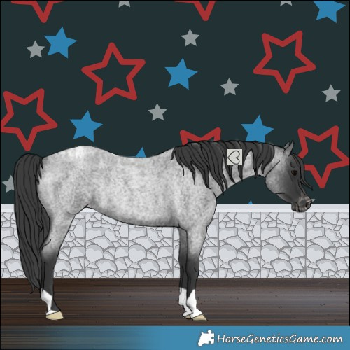 Horse Color:Blue Roan Appaloosa Rabicano