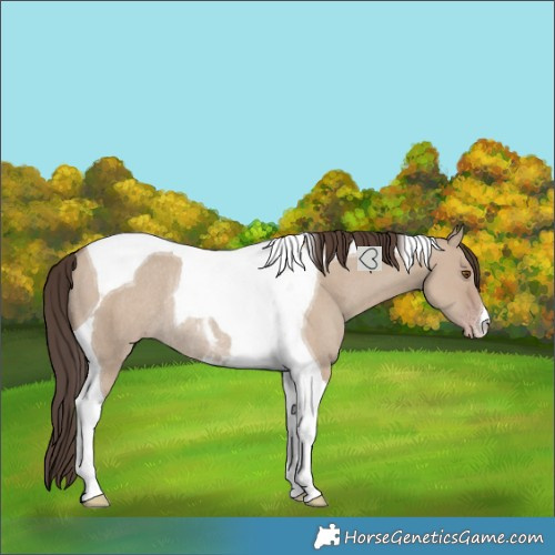 Horse Color:Classic Champagne Dun Tobiano Rabicano 