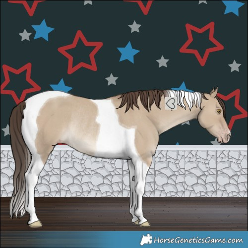 Horse Color:Classic Champagne Dun Tobiano Rabicano 