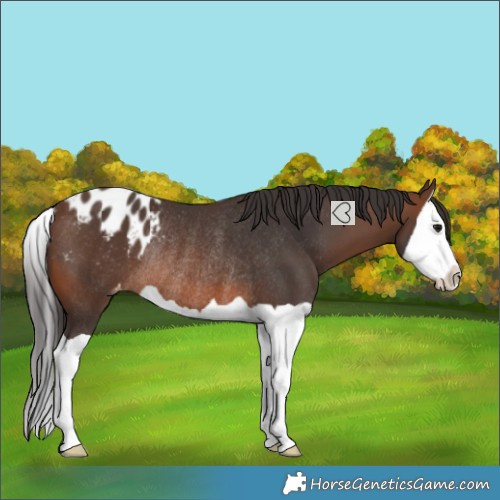 Horse Color:Brown Splash Appaloosa Rabicano 