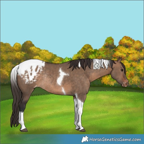 Horse Color:Brown Dun Tobiano Blanket Rabicano