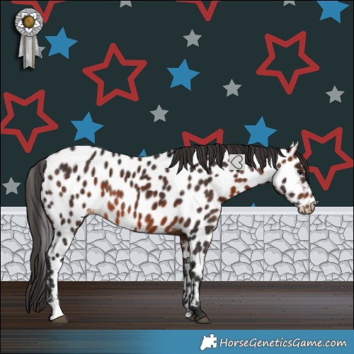 Horse Color:Brown Appaloosa Rabicano 