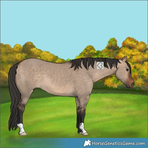 Horse Color:Bay Dun 