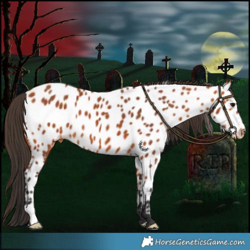 Horse Color:Bay Appaloosa 