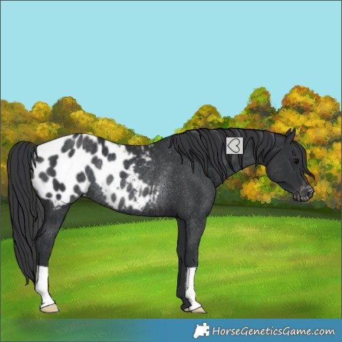 Horse Color:Black Appaloosa Rabicano 