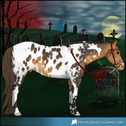 Horse Color:Buckskin Tobiano Appaloosa 