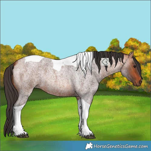 Horse Color:Bay Roan Tobiano 