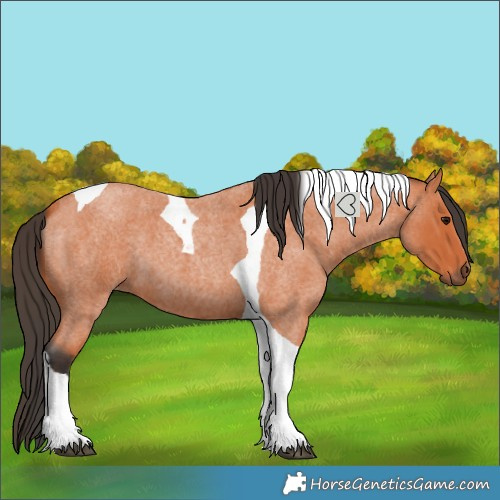 Horse Color:Bay Roan Tobiano