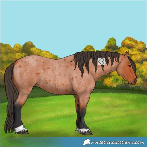 Horse Color:Bay Roan Tobiano