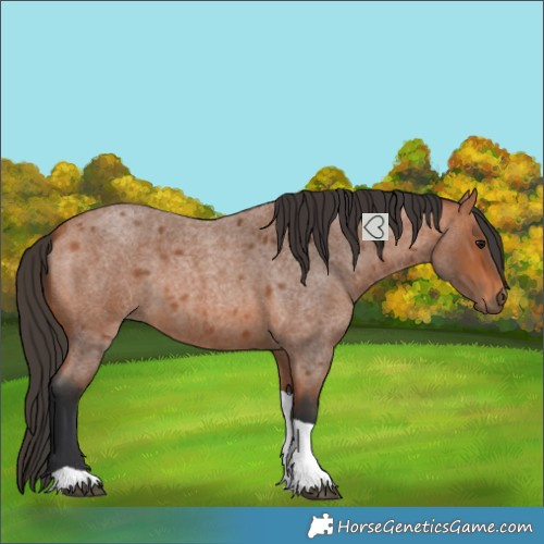Horse Color:Bay Roan Tobiano 