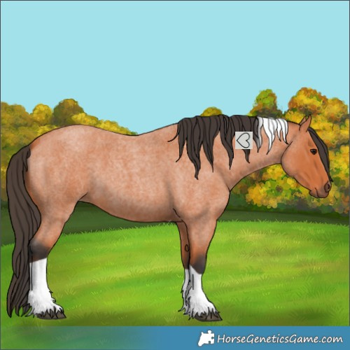 Horse Color:Bay Roan Tobiano 