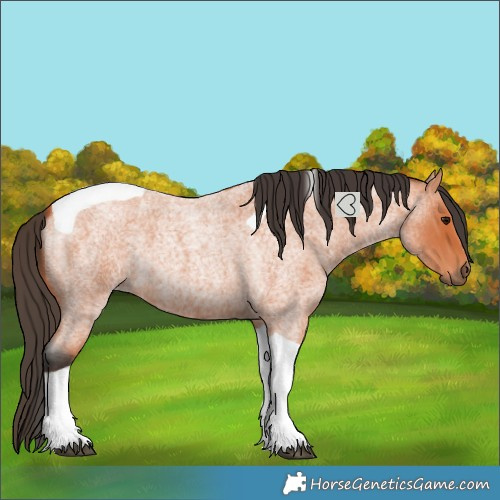 Horse Color:Bay Roan Tobiano 