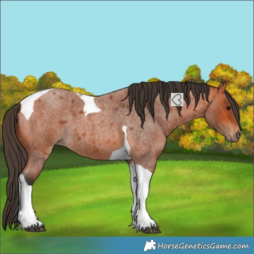 Horse Color:Bay Roan Tobiano 