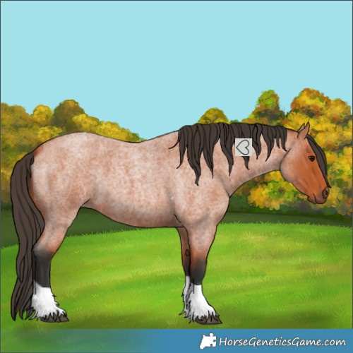 Horse Color:Bay Roan Tobiano