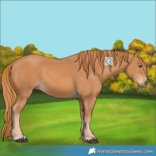 Horse Color:Chestnut 