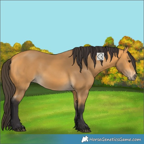 Horse Color:Buckskin