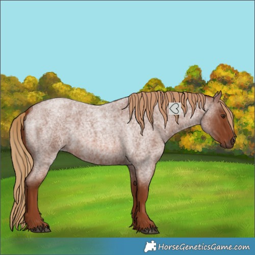 Horse Color:Red Roan