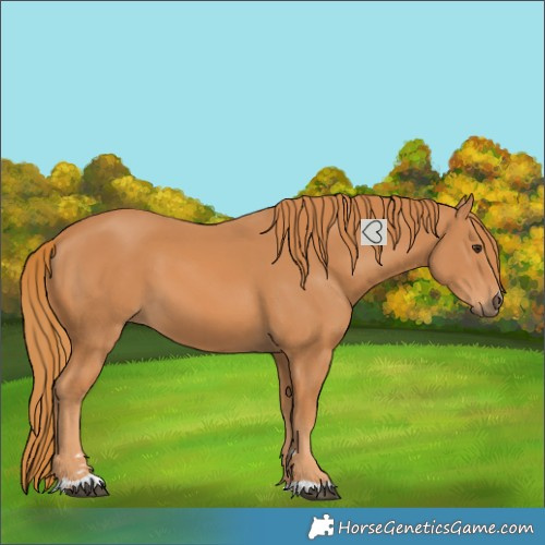 Horse Color:Chestnut 