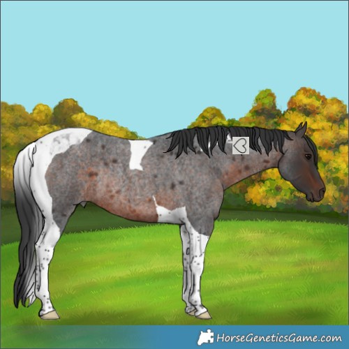 Horse Color:Brown Roan Tobiano Rabicano 