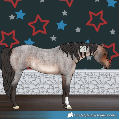Horse Color:Bay Roan 