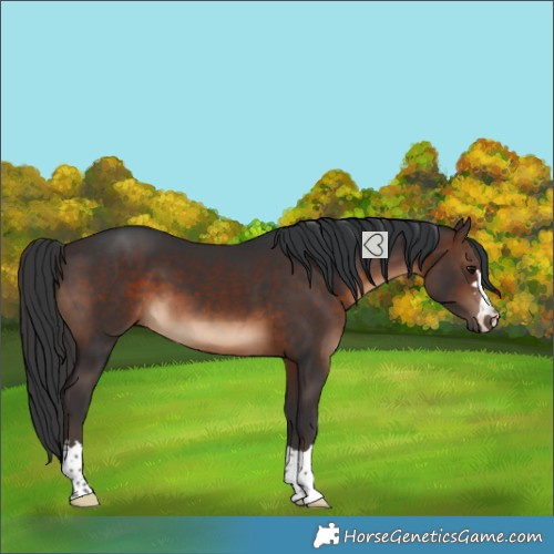 Horse Color:Brown 