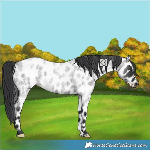 Horse Color:Blue Roan Appaloosa 