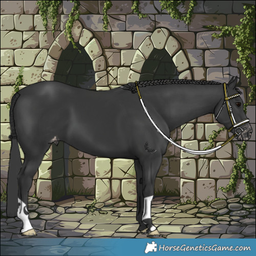 Horse Color:Black Appaloosa 