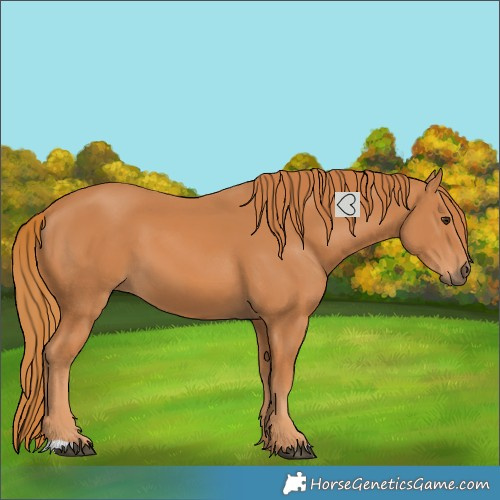 Horse Color:Chestnut 