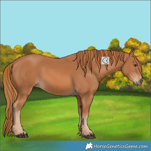Horse Color:Chestnut 