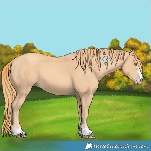 Horse Color:Gold Champagne