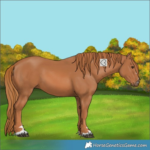 Horse Color:Chestnut 