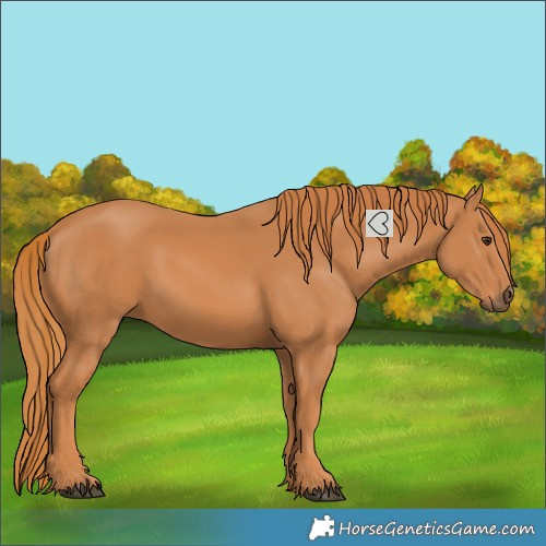 Horse Color:Chestnut 