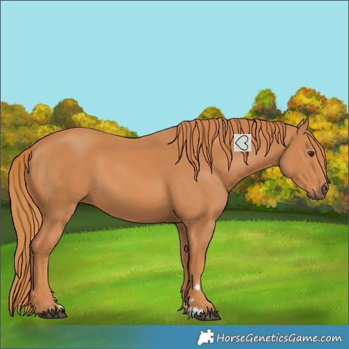 Horse Color:Chestnut 