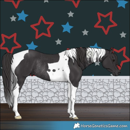 Horse Color:Smoky Black Tobiano Rabicano 