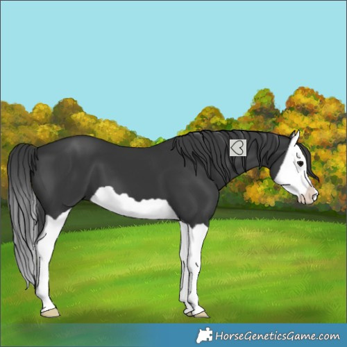 Horse Color:Black Splash 
