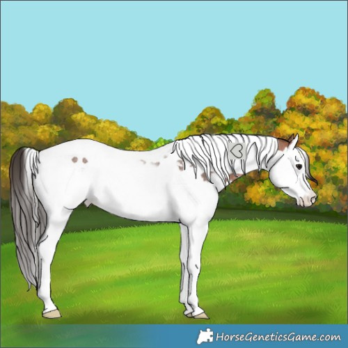 Horse Color:Bay Roan Splash Tobiano Rabicano 