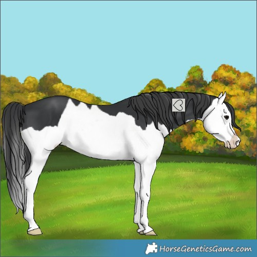 Horse Color:Black Splash