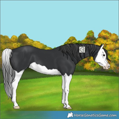 Horse Color:Black Splash 