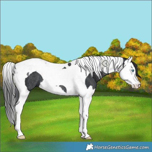 Horse Color:Black Splash Tobiano Rabicano 