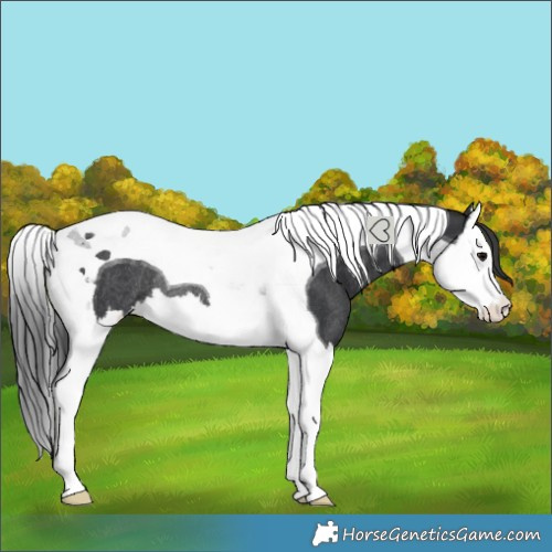 Horse Color:Black Splash Tobiano Rabicano